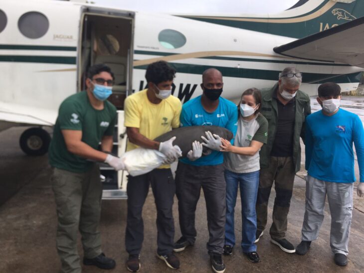 Filhote de peixe boi encontrado no Piauí foi levado a Pernambuco onde passará por reabilitação | FOTO: Divulgação
