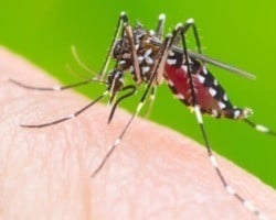 Dengue, zika e chikungunya ao mesmo tempo! Teresina já registra caso