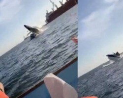 Susto! vídeo mostra salto de baleia que caiu em cima de embarcação
