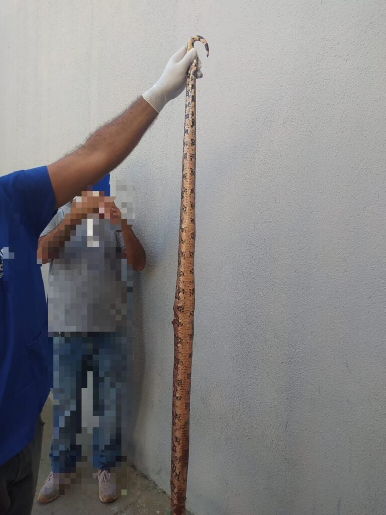 Idoso de 70 anos é salvo por filho após ao atacado por cobra no Piauí - Foto: Reprodução/Cidades na Net