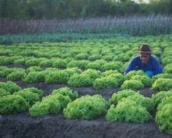 1ª Feira do Trabalhador Rural de Timon reunirá produtores agroecológicos