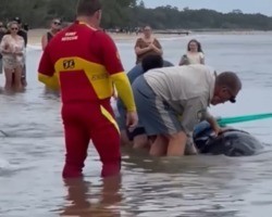 Baleia que estava encalhada em praia é salva pela ação de banhistas; vídeo!