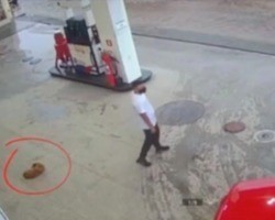 Motorista atropela cachorro em posto de combustível em Parnaíba; vídeo!