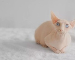 Conheça o gato bambino: o felino sem pelos e sem bigode que dá o que falar