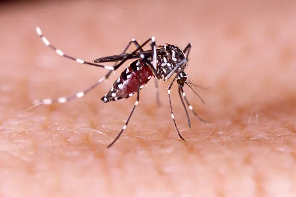 Pacientes apresentam reações cruzadas de dengue, chikungunya e sarampo (Foto: Divulgação)
