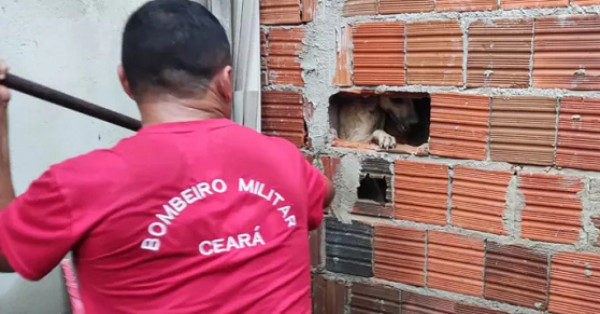 Cachorro Preso Entre Paredes é Resgatado Pelos Bombeiros No Ceará 2611