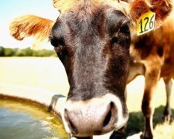 Nova Zelândia pretende taxar arroto de gado e combater aquecimento global