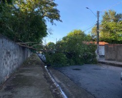 Após chuva, árvore cai e interdita rua na zona Leste de Teresina; fotos!