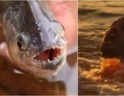É possível ser devorado por piranhas, como Levi de “Pantanal”?