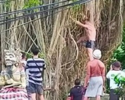 Indonésia:Turista é obrigado a orar por perdão após subir em árvore sagrada
