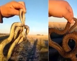 Frente fria “congela” serpente em zona rural da Argentina