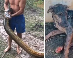 Sucuri de 7 m ataca cão e trio se junta para salvá-lo:“Muito rápido”; fotos