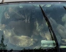 Polícia encontra carro com 47 gatos que moravam no veículo