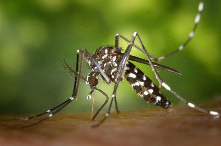 Mosquito da dengue pdoe levar pacientes a casos graves - pexels