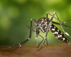 Dengue: saiba como evitar os chamados casos graves