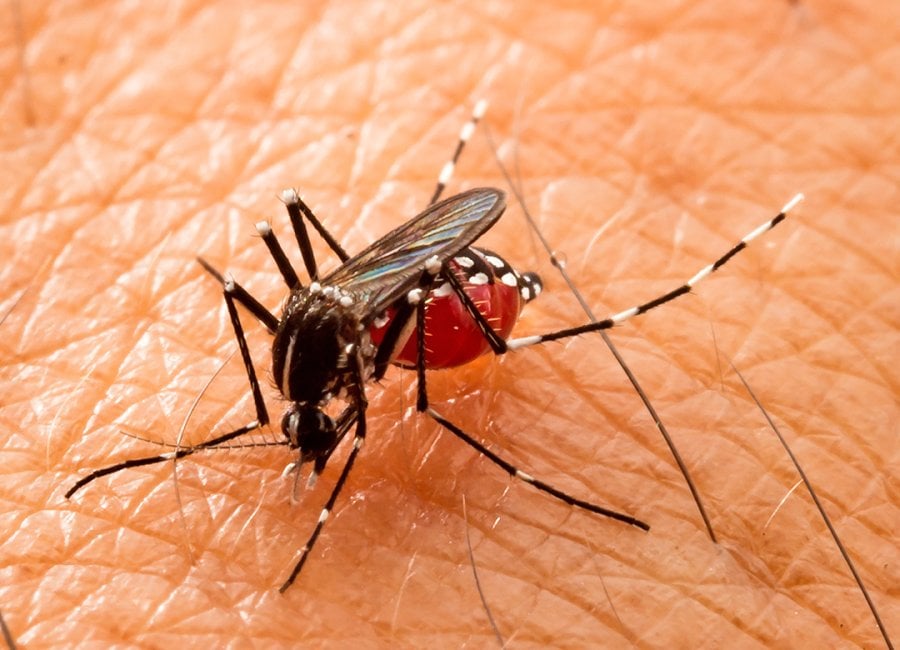 Piauí apresenta aumento de casos de dengue e chikungunya, diz Sesapi - Foto: Reprodução