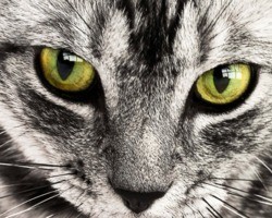 Conheça 11 situações que os gatos odeiam e você nem imaginava