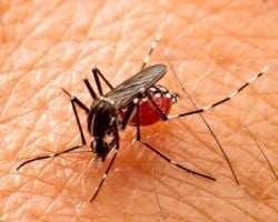 Piauí apresenta aumento de casos de dengue e chikungunya, diz Sesapi