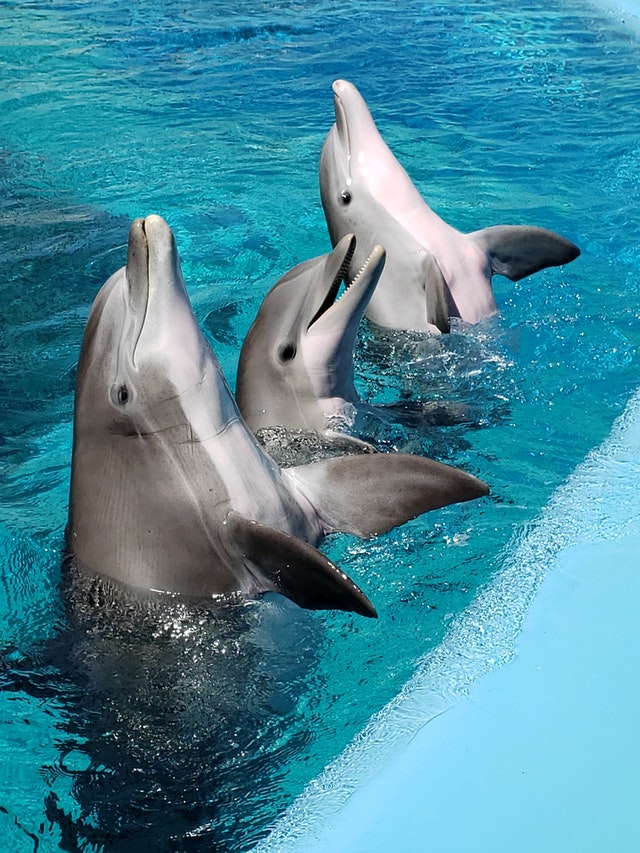 Fatos sobre os golfinhos