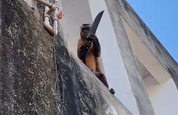 Macaco-prego é flagrado "amolando" faca no Sul do Piauí  (Foto: reprodução)
