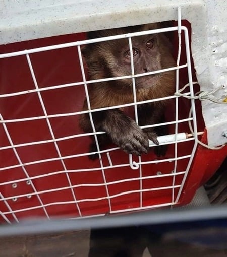 Macaco Chico foi capturado em uma casa no centro de Corrente (Foto: reprodução)