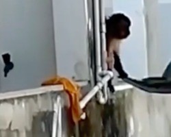 Após ser flagrado “amolando” faca, macaco é visto “batendo roupa” no Piauí