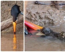 Tucano vai beber água, mas acaba comido por jacaré no Pantanal; fotos