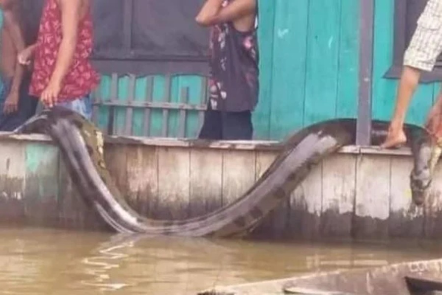 Sucuri de 6 metros surpreende moradores no Amazonas; confira o vídeo! - Imagem 1