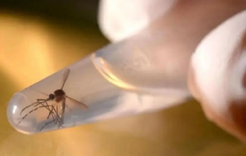 Casos de dengue no Piauí tem um aumento de mais de 700% em relação a 2021 | FOTO: Divulgação