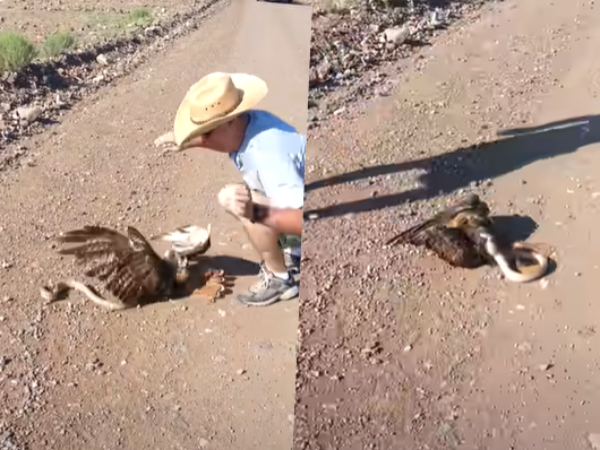 Vídeo: Falcão ataca cobra em MG e plano sai pela culatra com final bizarro