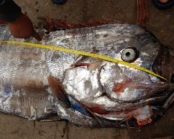 Peixe-remo colossal de 5,8 metros é pescado e moradores temem terremoto