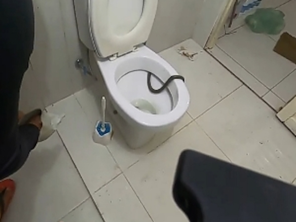 Cobra é encontrada dentro de vaso sanitário em chácara no Piauí; vídeo 