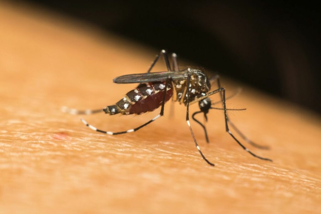 Piauí continua com aumento de casos de dengue e chikungunya em comparação ao ano passado - Foto: Reprodução