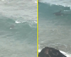Moradores e banhistas são surpreendidos por Orca surfando costa do Chile