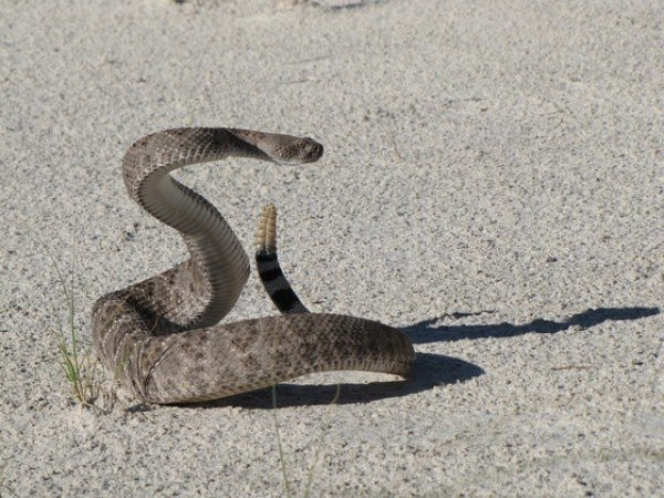 Cobra é vista “pegando onda” em praia nos EUA; é comum cascavel na região