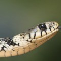 Descubra algumas curiosidades sobre as cobras que vão te deixar nervoso
