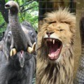 Top 10: Você sabe quais os animais mais perigosos do planeta? 