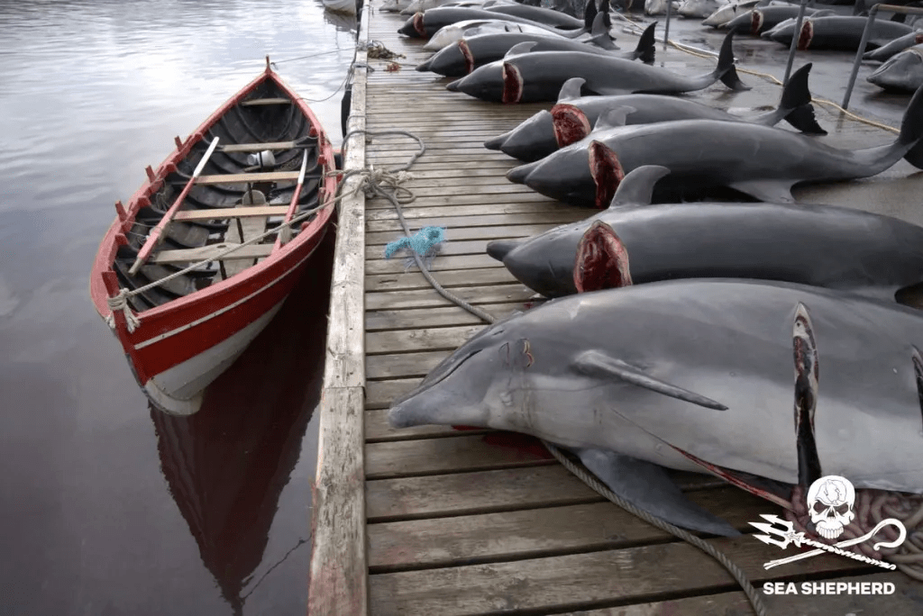 100 delfines muertos en la masacre de las Islas Feroe (Foto: Sea Shepherd)