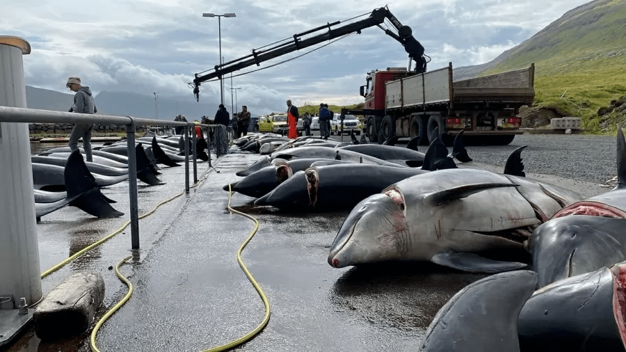 100 dolphins killed in another massacre in Faroe Islands (Photo: Sea Shepherd) 100 dolphins killed in another massacre in Faroe Islands (Photo: Sea Shepherd)