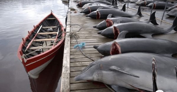 100 delfines muertos en masacre en Nuevas Islas Feroe