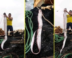 Depois do Chile, peixe que “prevê” terremoto aparece no Equador e assusta