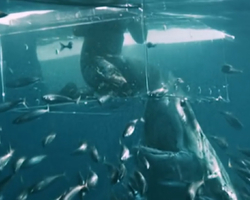 Vídeo: Mergulhador quase é abocanhado por um enorme tubarão-branco