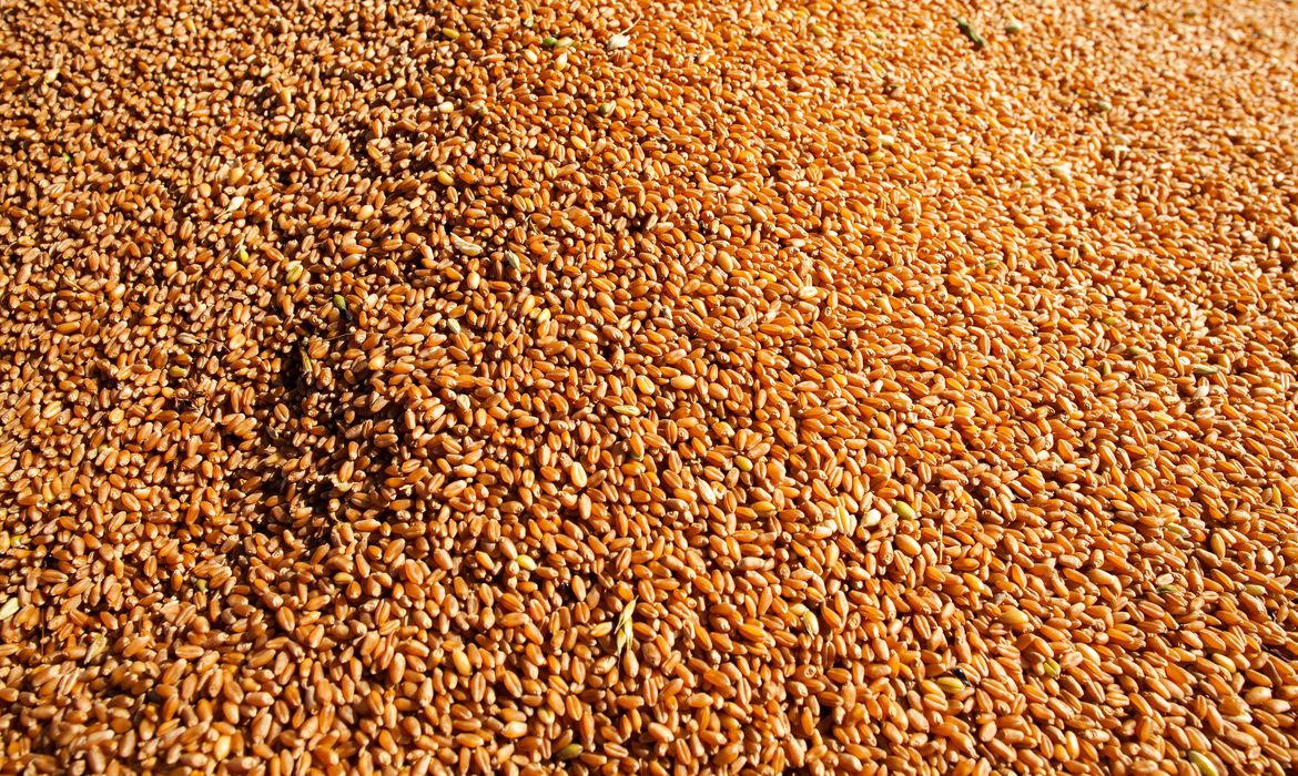 Produção de grãos tem forte crescimento no Piauí (Foto: Wenderson Araújo)