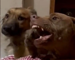 Cachorro “tira onda” de fúria de pit bull e faz saída triunfal em vídeo