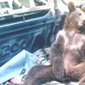 Ursa é resgatada após comer mel alucinógeno; passa bem e ganha nome