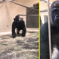 Vídeo: Gorila assustando visitantes ao aparecer deslizando viraliza na web