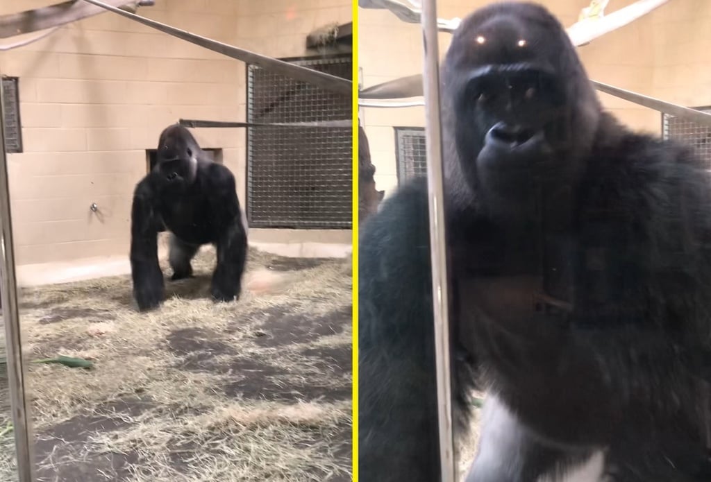 Gorila faz uma entrada tão curiosa (Reprodução Rede Social)