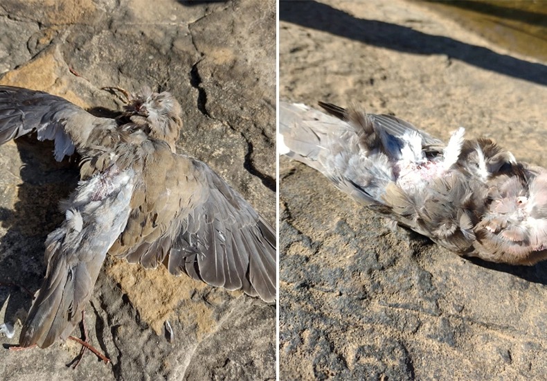 Aves aparecem mortas em Juazeiro do Piauí (Foto: Tarciso Visgueira)