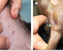 Primeiro caso de cachorro com varíola dos macacos é relatado na França