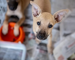 Com dívidas, abrigo para animais em Teresina pede ajuda para não fechar